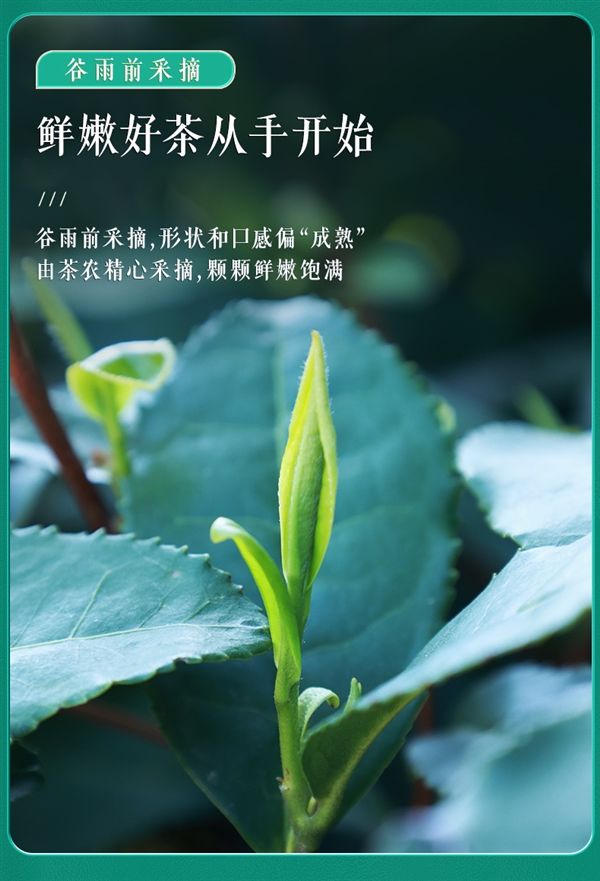 中秋送礼:西湖牌钱塘龙井4两59元大促(201元大额券)