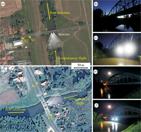 15厘米厚的虫子布满道路惨死车轮下:而这竟是环境变好的征兆