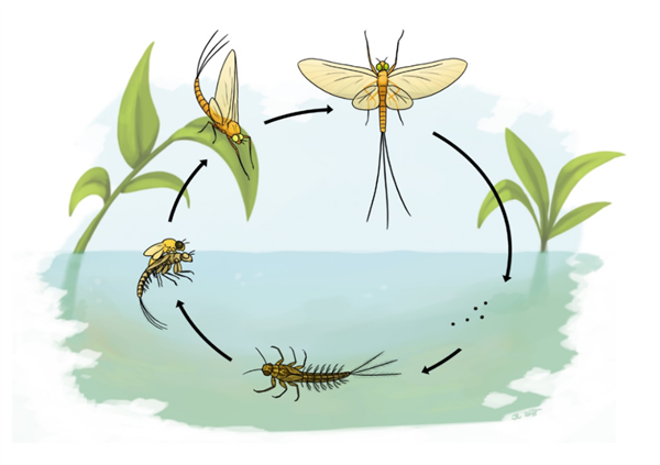 15厘米厚的虫子布满道路惨死车轮下:而这竟是环境变好的征兆