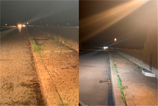 15厘米厚的虫子布满道路惨死车轮下:而这竟是环境变好的征兆