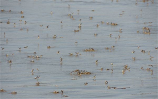 15厘米厚的虫子布满道路惨死车轮下:而这竟是环境变好的征兆