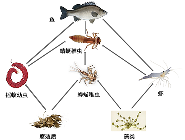 15厘米厚的虫子布满道路惨死车轮下:而这竟是环境变好的征兆