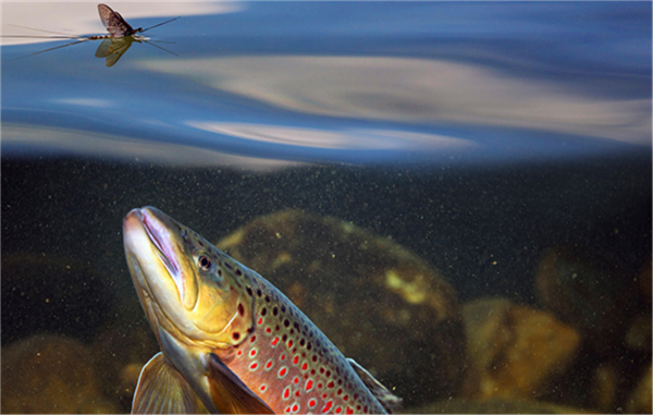 15厘米厚的虫子布满道路惨死车轮下:而这竟是环境变好的征兆