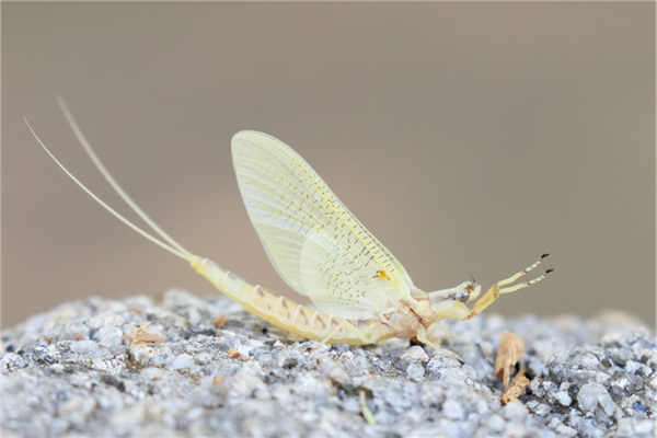 15厘米厚的虫子布满道路惨死车轮下:而这竟是环境变好的征兆
