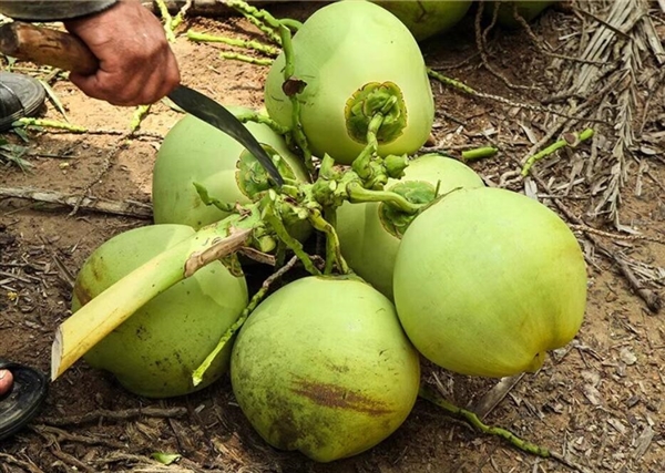 台风后停水 男子用椰子水洗澡 网友:大聪明