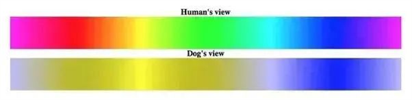 为啥没有绿毛的哺乳动物?它们不喜欢吗?