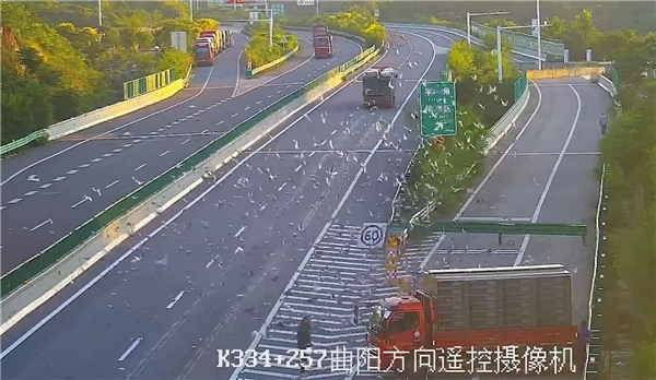 男子高速路上放飞2000只鸽子致交通混乱:罚200、扣9分