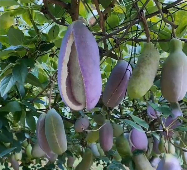 八月瓜上市!通便、维生素C含量高:很多人可能第一次见