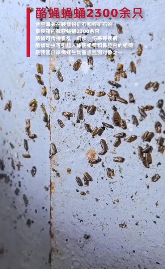 合肥海关截获输入性蝇蛹2300余只:可传播多种疾病