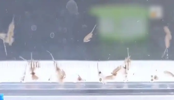 地球现存较为古物种之一!新疆沙漠首次发现盐水丰年虾