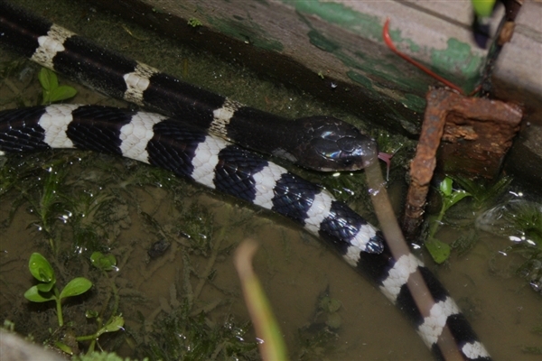 被毒蛇咬后拒绝注射血清失联的网红已找到 网友质疑为炒作