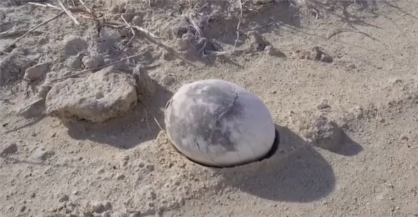 阿根廷发现7000万年前完整恐龙蛋:通体雪白 形似煮熟鸡蛋
