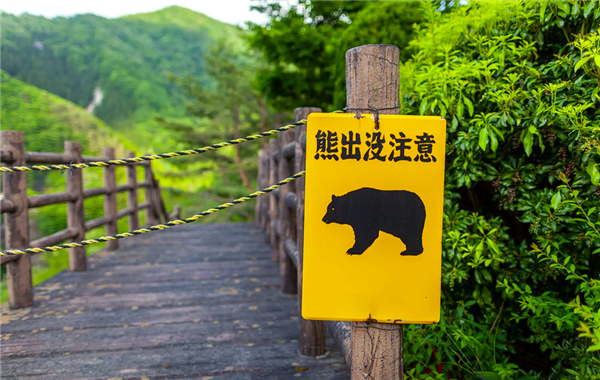 今年已致13人死亡！日本熊灾现场有明显吃人痕迹