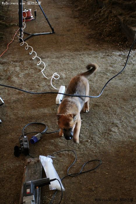 当旗舰LED液晶电视进驻奶牛场