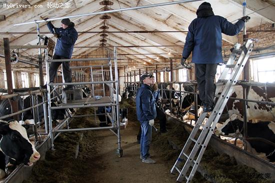 当旗舰LED液晶电视进驻奶牛场