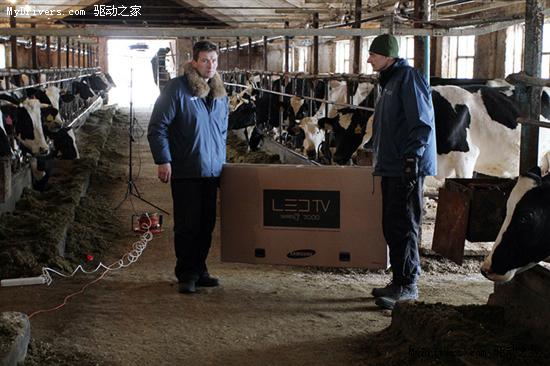 当旗舰LED液晶电视进驻奶牛场