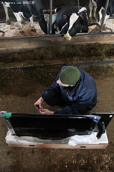 当旗舰LED液晶电视进驻奶牛场