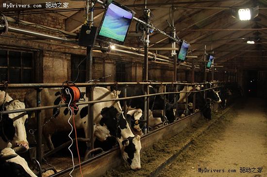当旗舰LED液晶电视进驻奶牛场