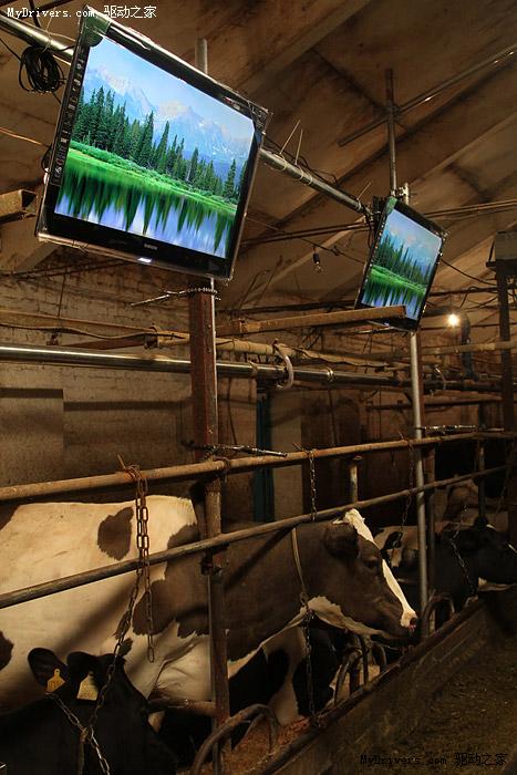 当旗舰LED液晶电视进驻奶牛场