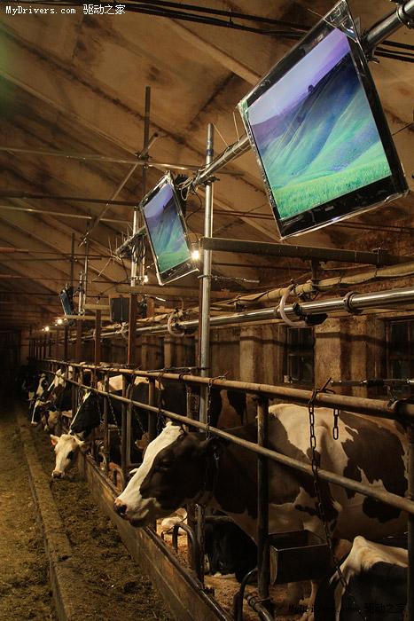 当旗舰LED液晶电视进驻奶牛场