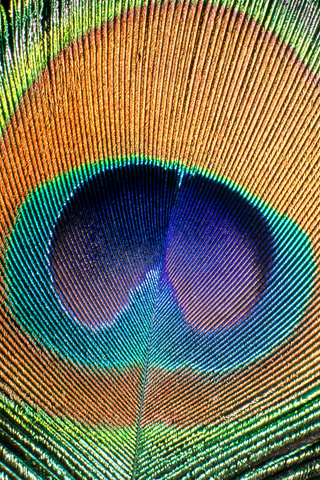 iPhone OS 4 Beta4新壁纸包下载