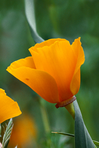 iPhone OS 4 Beta4新壁纸包下载