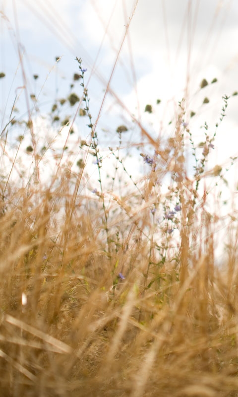 下载:提取版Windows Phone 7铃声、壁纸