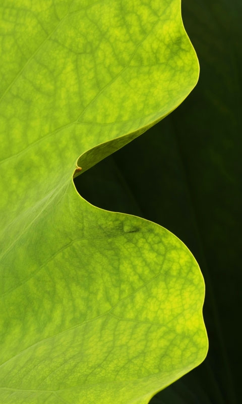 下载:提取版Windows Phone 7铃声、壁纸