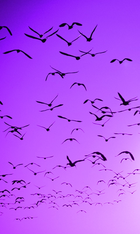 下载:提取版Windows Phone 7铃声、壁纸