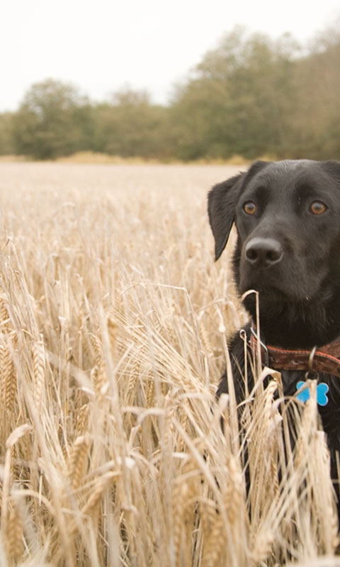 下载:提取版Windows Phone 7铃声、壁纸