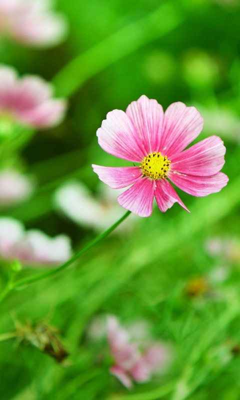 下载:提取版Windows Phone 7铃声、壁纸