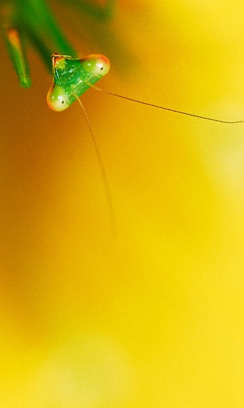 下载:提取版Windows Phone 7铃声、壁纸