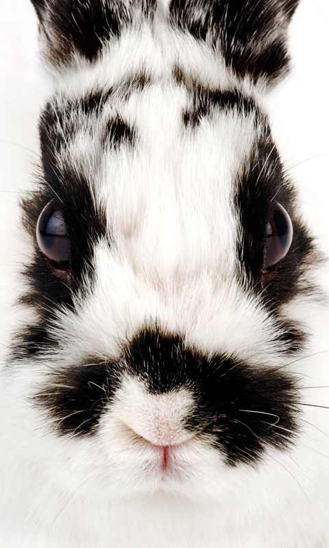 下载:提取版Windows Phone 7铃声、壁纸