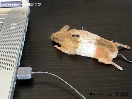 新奇鼠标一箩筐