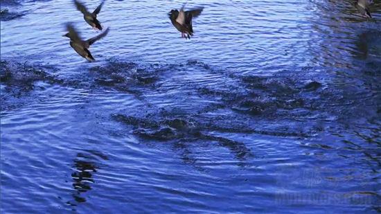 SNB掀起的腥风血雨:集成显卡大乱斗