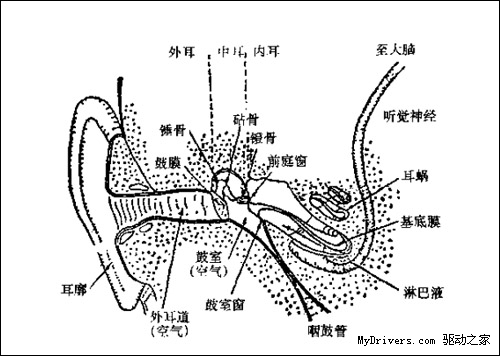 中锘基：人的听觉原理与调音注意事项