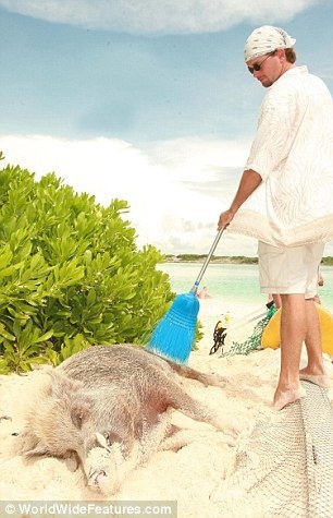 最幸福的野猪:吃热狗喝啤酒游加勒比海