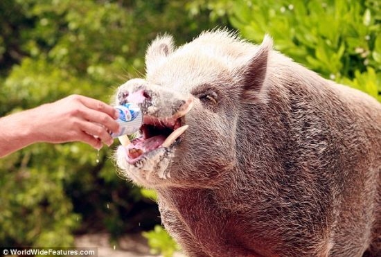 最幸福的野猪:吃热狗喝啤酒游加勒比海