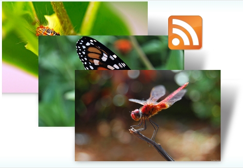 Windows 7官方RSS动态主题：《昆虫》