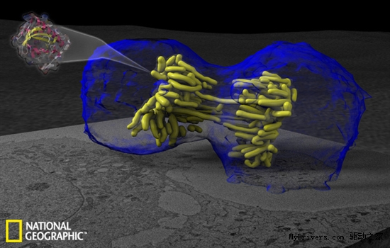2011年最佳科学摄影：癌细胞似外星生物