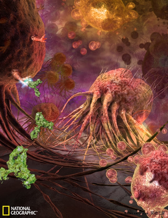 2011年最佳科学摄影：癌细胞似外星生物