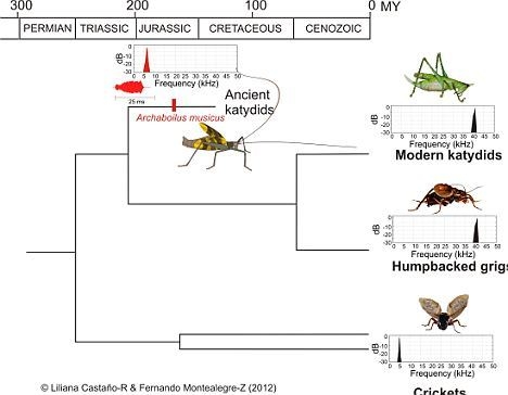 显示蟋蟀进化过程的图表