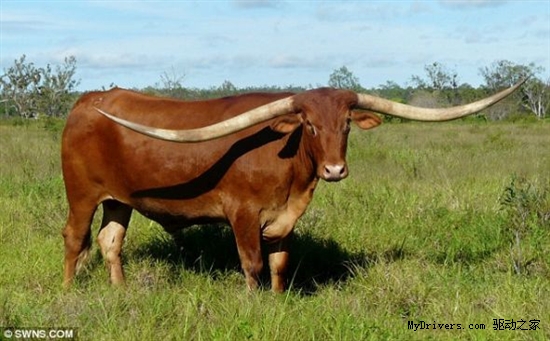 美国公牛牛角长达27米打破世界纪录