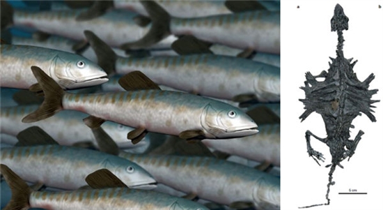 穿越5亿年又如何！