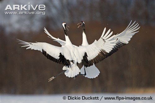 动物王国上演动物秀 蓝色天堂鸟为爱翩翩起舞