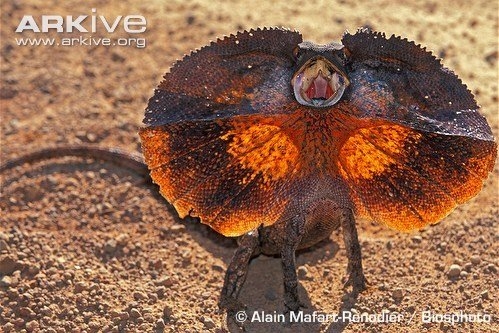 动物王国上演动物秀 蓝色天堂鸟为爱翩翩起舞