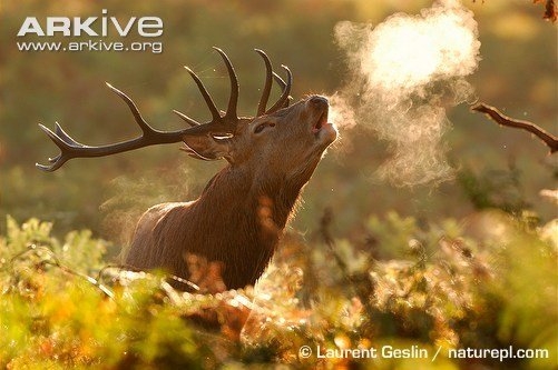 动物王国上演动物秀 蓝色天堂鸟为爱翩翩起舞