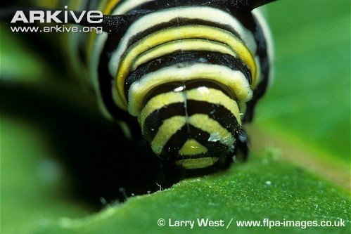 动物王国上演动物秀 蓝色天堂鸟为爱翩翩起舞