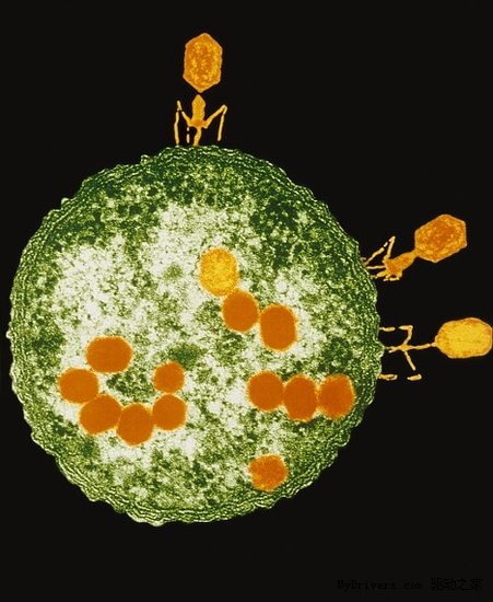 酷似科幻外星生物的“噬菌”病毒