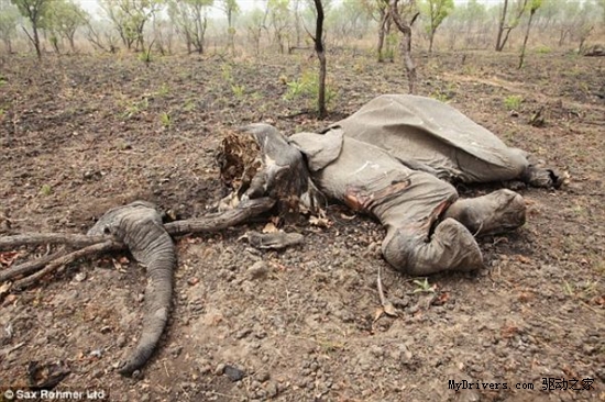 喀麦隆大象坟场：偷猎者大屠杀触目惊心